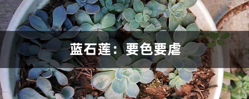 蓝石莲:要色要虐 蓝石莲:要色要虐