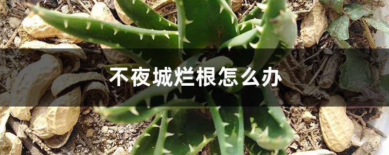 不夜城烂根怎么办 不夜城烂根怎么办
