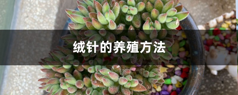 绒针的养殖方法 绒针的养殖方法