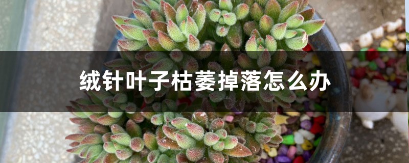 绒针叶子枯萎掉落怎么办 绒针叶子枯萎掉落怎么办