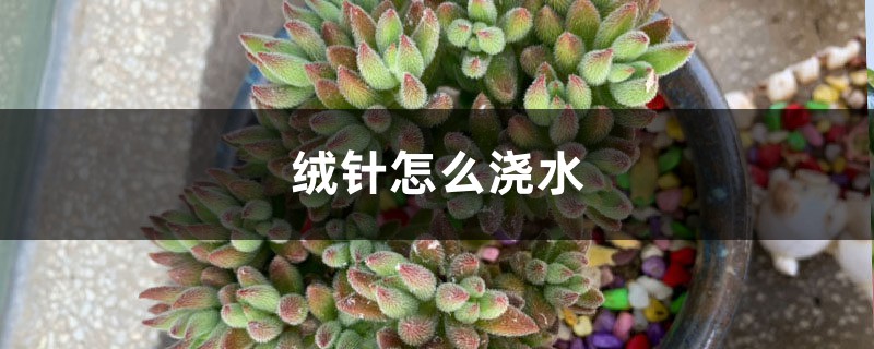 绒针怎么浇水 绒针怎么浇水