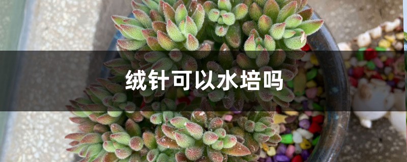 绒针可以水培吗 绒针可以水培吗
