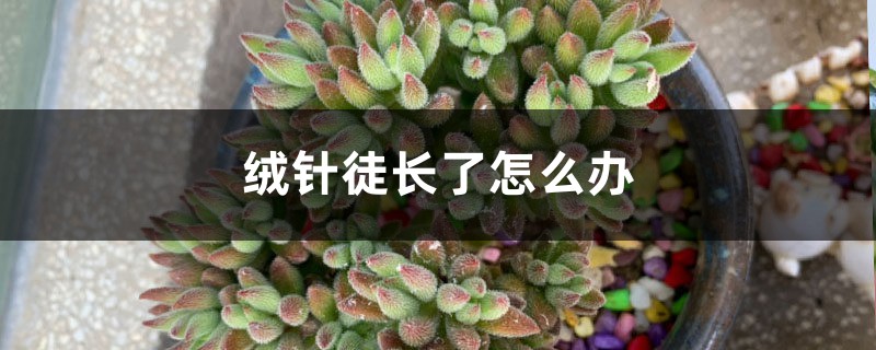 绒针徒长了怎么办 绒针徒长了怎么办