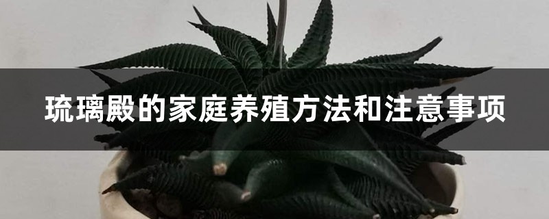 琉璃殿的家庭养殖方法和注意事项 琉璃殿的家庭养殖方法和注意事项