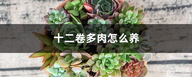 十二卷多肉怎么养 十二卷多肉怎么养