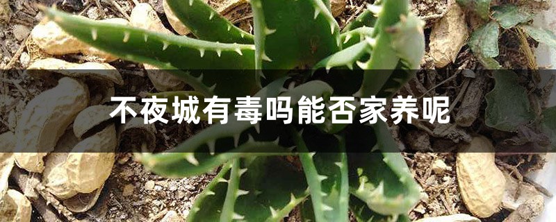 不夜城有毒吗能否家养呢 不夜城有毒吗能否家养呢