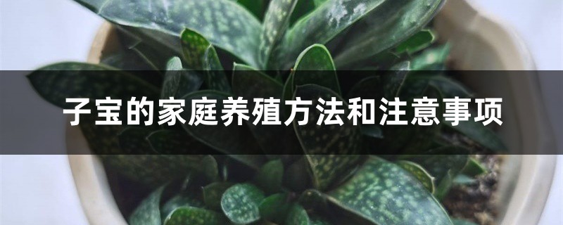 子宝的家庭养殖方法和注意事项 子宝的家庭养殖方法和注意事项