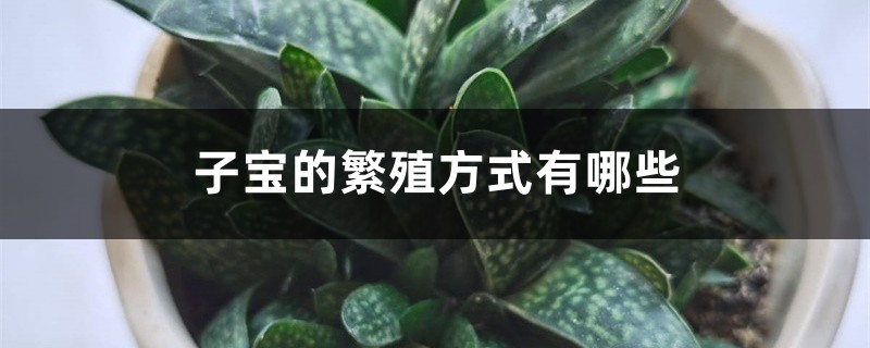 子宝的繁殖方式有哪些 子宝的繁殖方式有哪些