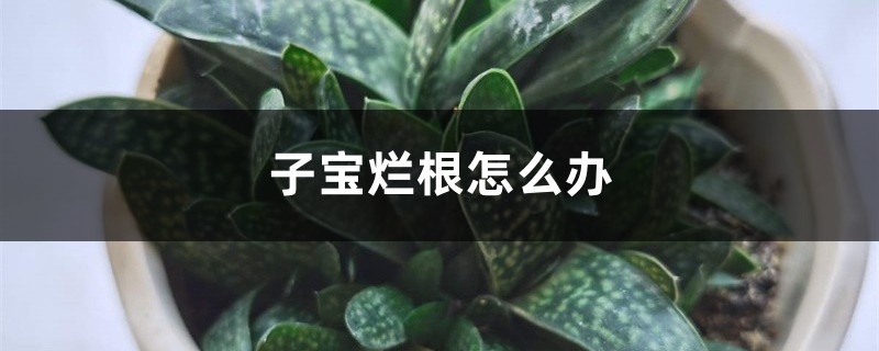 子宝烂根怎么办 子宝烂根怎么办