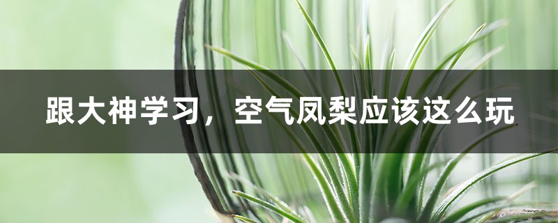跟大神学习,空气凤梨应该这么玩 跟大神学习,空气凤梨应该这么玩