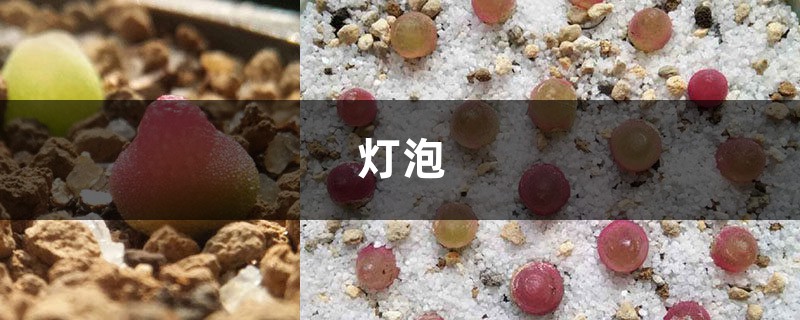 教你把废弃灯泡秒变创意小花盆,快来看 教你把废弃灯泡秒变创意小花盆,快来看