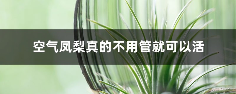 空气凤梨真的不用管就可以活 空气凤梨真的不用管就可以活