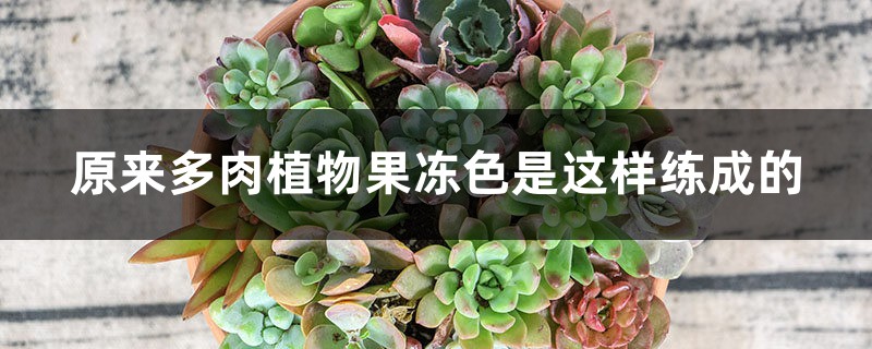 原来多肉植物果冻色是这样练成的 原来多肉植物果冻色是这样练成的
