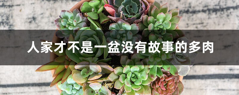 人家才不是一盆没有故事的多肉 人家才不是一盆没有故事的多肉