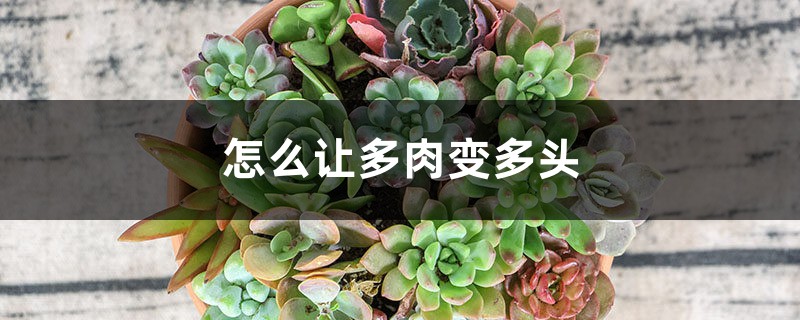 怎么让多肉变多头 怎么让多肉变多头
