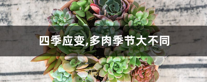 四季应变,多肉季节大不同 四季应变,多肉季节大不同