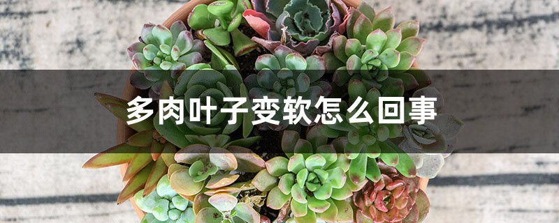 多肉叶子变软怎么回事 多肉叶子变软怎么回事