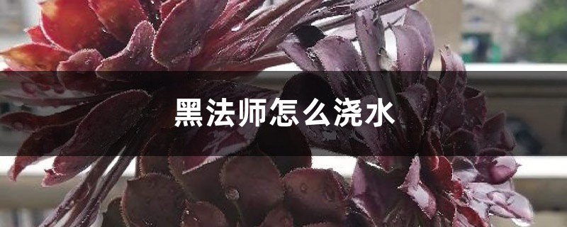 黑法师怎么浇水 黑法师怎么浇水