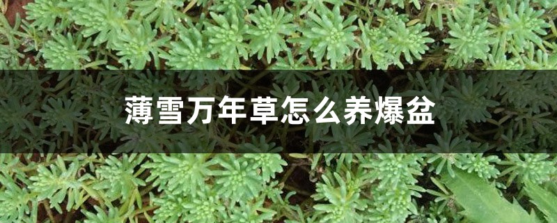 薄雪万年草怎么养爆盆 薄雪万年草怎么养爆盆