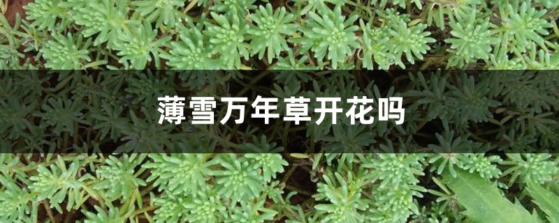 薄雪万年草开花吗 薄雪万年草开花吗