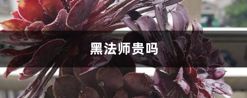 黑法师贵吗 黑法师贵吗