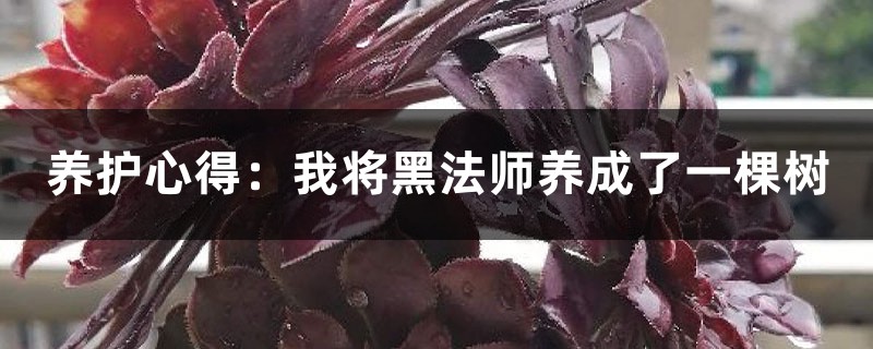 养护心得:我将黑法师养成了一棵树 养护心得:我将黑法师养成了一棵树