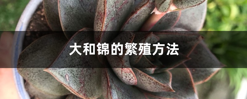 大和锦的繁殖方法 大和锦的繁殖方法
