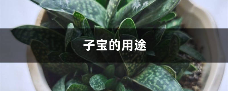 子宝的用途 子宝的用途