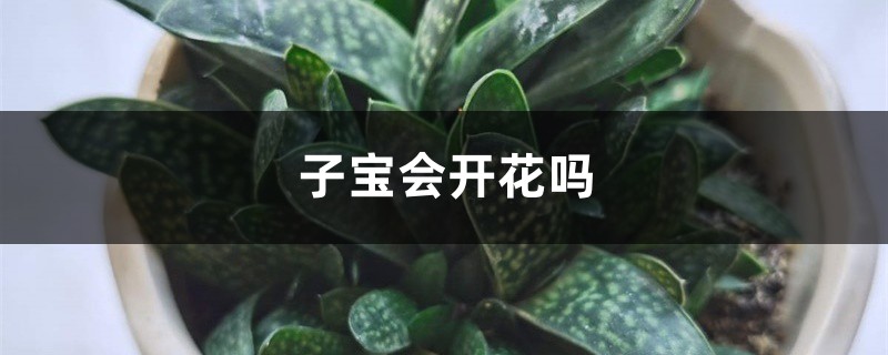 子宝会开花吗 子宝会开花吗