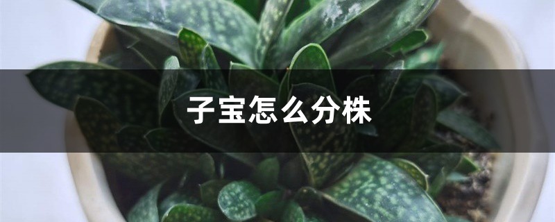 子宝怎么分株 子宝怎么分株