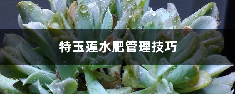 特玉莲水肥管理技巧 特玉莲水肥管理技巧