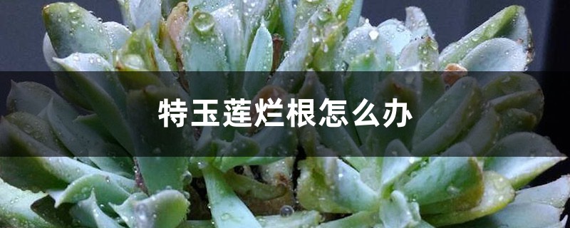 特玉莲烂根怎么办 特玉莲烂根怎么办