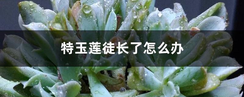 特玉莲徒长了怎么办 特玉莲徒长了怎么办