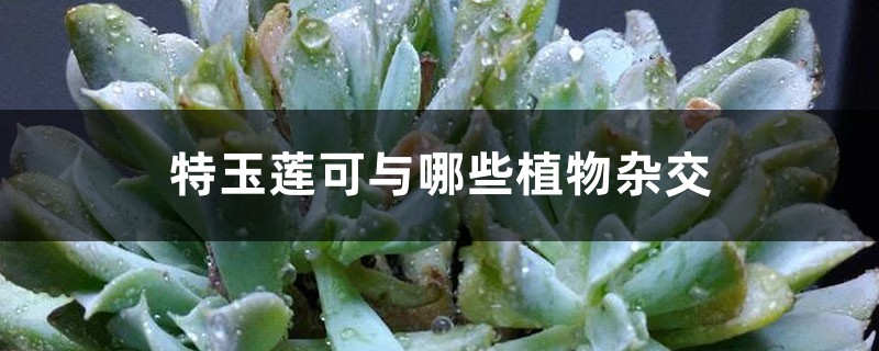 特玉莲可与哪些植物杂交 特玉莲可与哪些植物杂交
