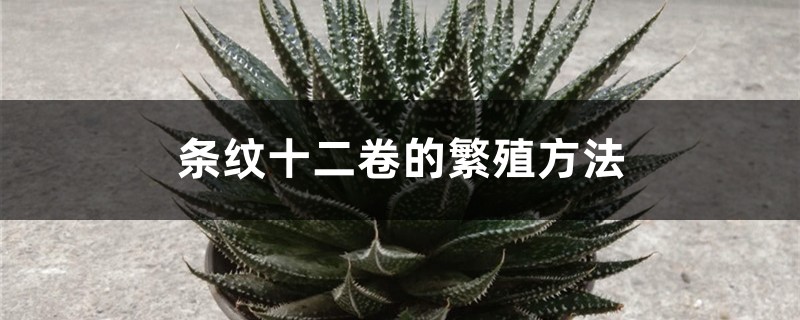 条纹十二卷的繁殖方法 条纹十二卷的繁殖方法