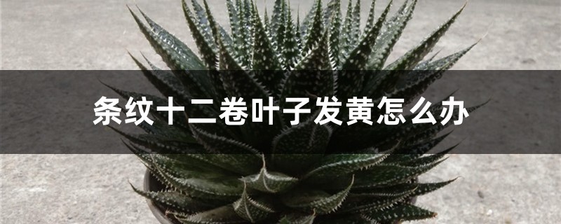 条纹十二卷叶子发黄怎么办 条纹十二卷叶子发黄怎么办