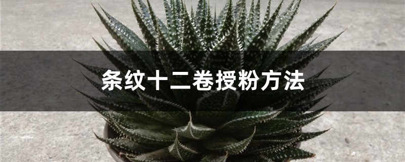 条纹十二卷授粉方法 条纹十二卷授粉方法