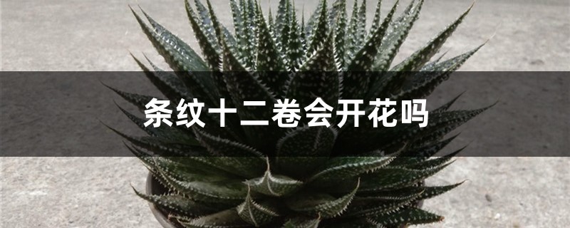 条纹十二卷会开花吗 条纹十二卷会开花吗