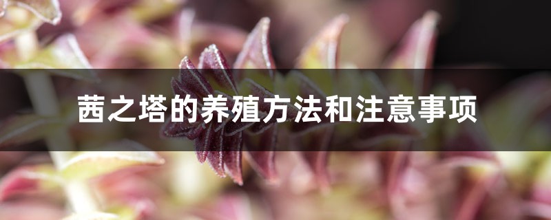 茜之塔的养殖方法和注意事项 茜之塔的养殖方法和注意事项