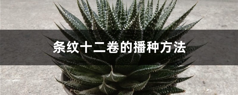 条纹十二卷的播种方法 条纹十二卷的播种方法