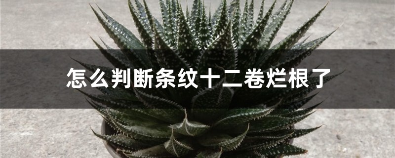 怎么判断条纹十二卷烂根了 怎么判断条纹十二卷烂根了