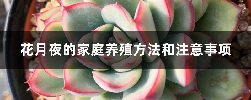 花月夜的家庭养殖方法和注意事项 花月夜的家庭养殖方法和注意事项