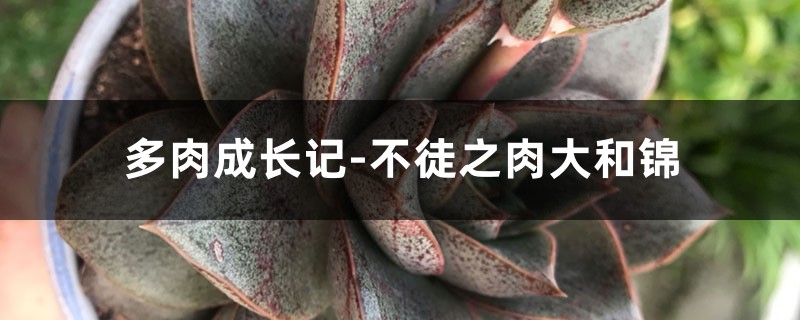 多肉成长记-不徒之肉大和锦 多肉成长记-不徒之肉大和锦