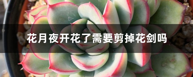 花月夜开花了需要剪掉花剑吗 花月夜开花了需要剪掉花剑吗