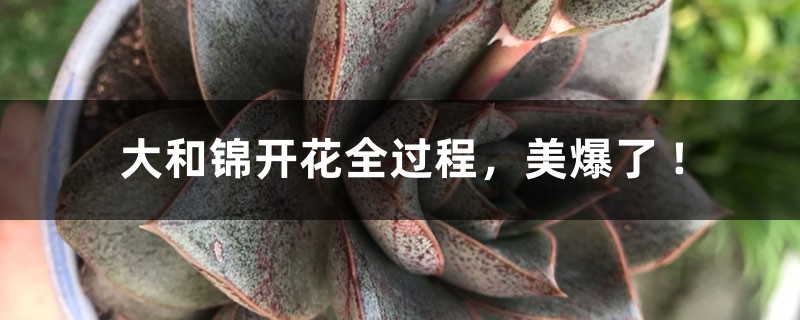 大和锦开花全过程,美爆了 ! 大和锦开花全过程,美爆了 !