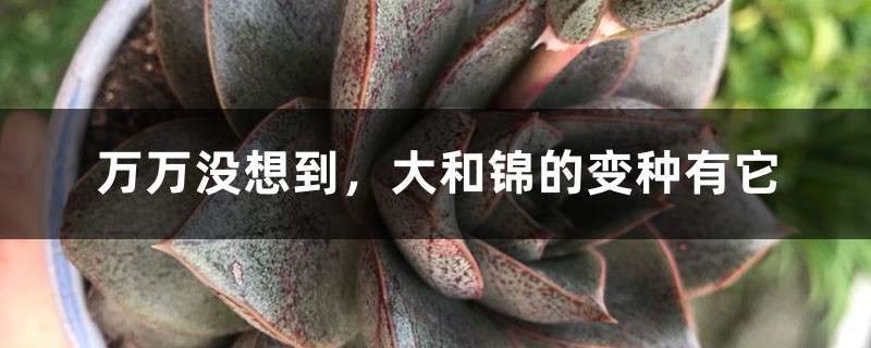 万万没想到,大和锦的变种有它 万万没想到,大和锦的变种有它
