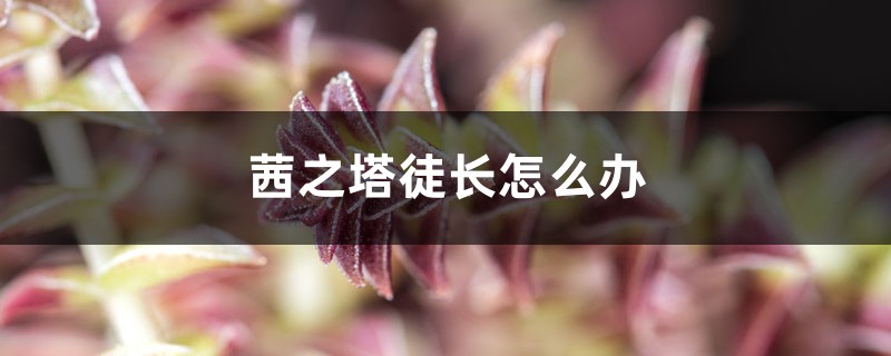 茜之塔徒长怎么办 茜之塔徒长怎么办