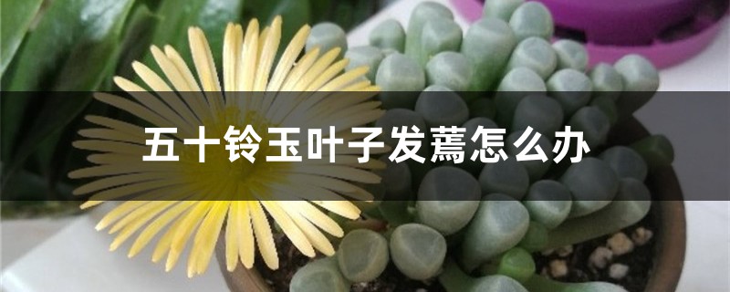 五十铃玉叶子发蔫怎么办 五十铃玉叶子发蔫怎么办