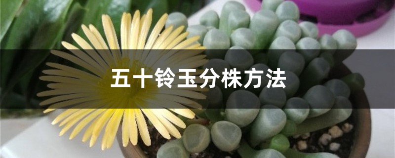 五十铃玉分株方法 五十铃玉分株方法