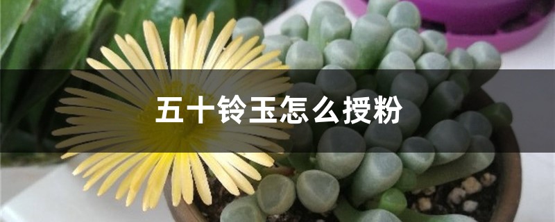 五十铃玉怎么授粉 五十铃玉怎么授粉